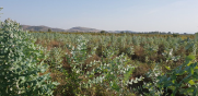  Καλλιέργεια Ευκαλύπτου στην Ελλάδα